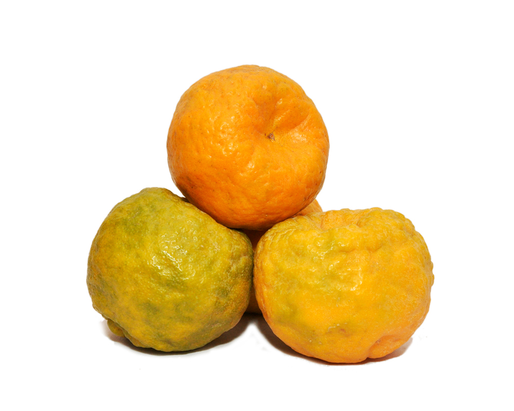 Orange – Nagpur – Foodship